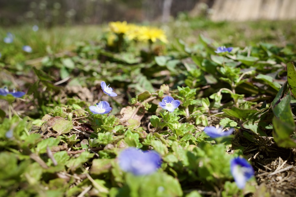 a bunch of blue flowers that are in the grass