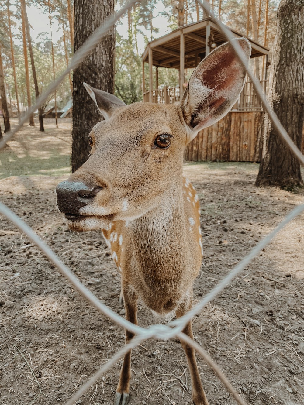 a deer looking through a chain link fence