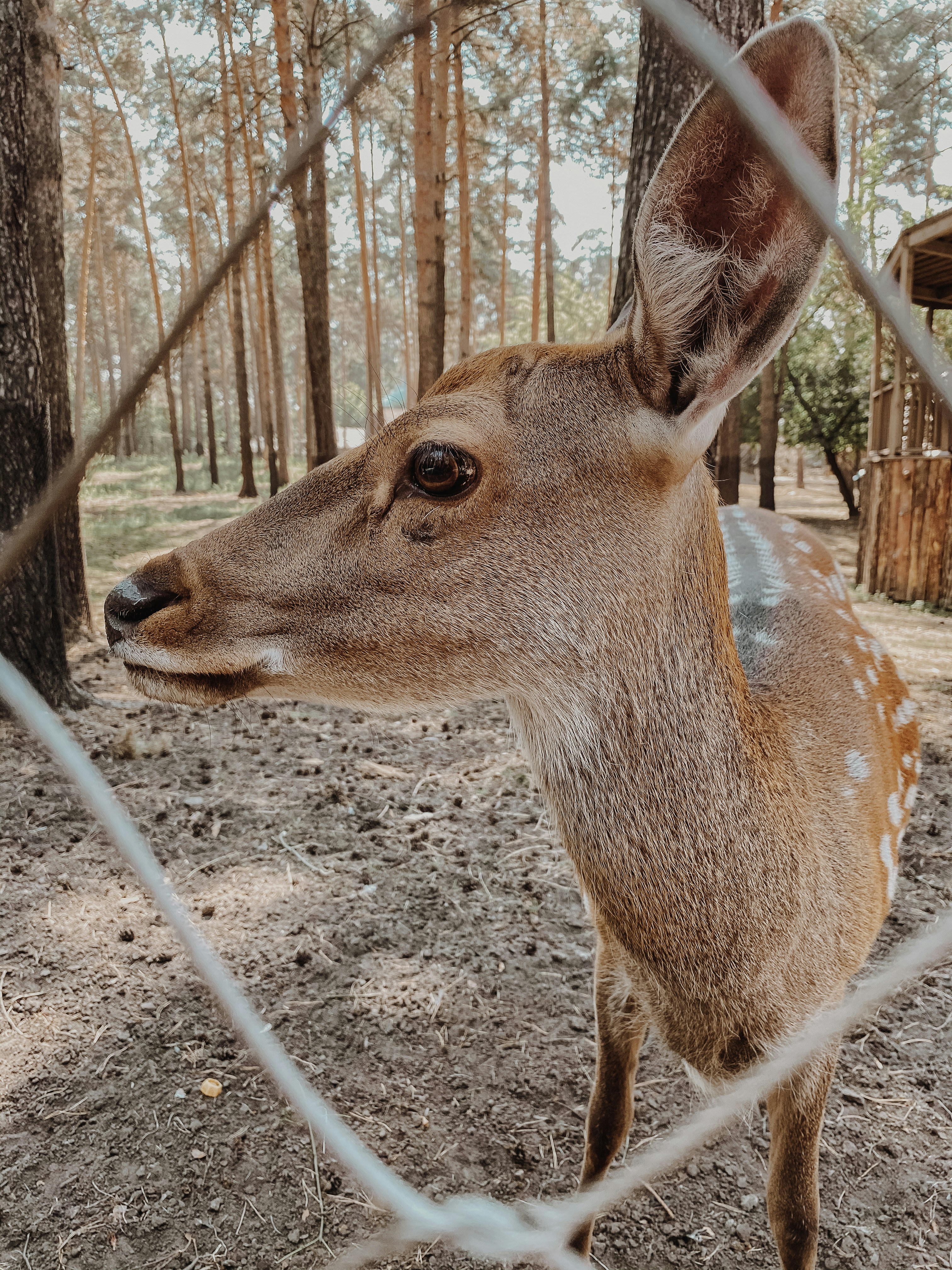 a deer looking through a wire fence in the woods