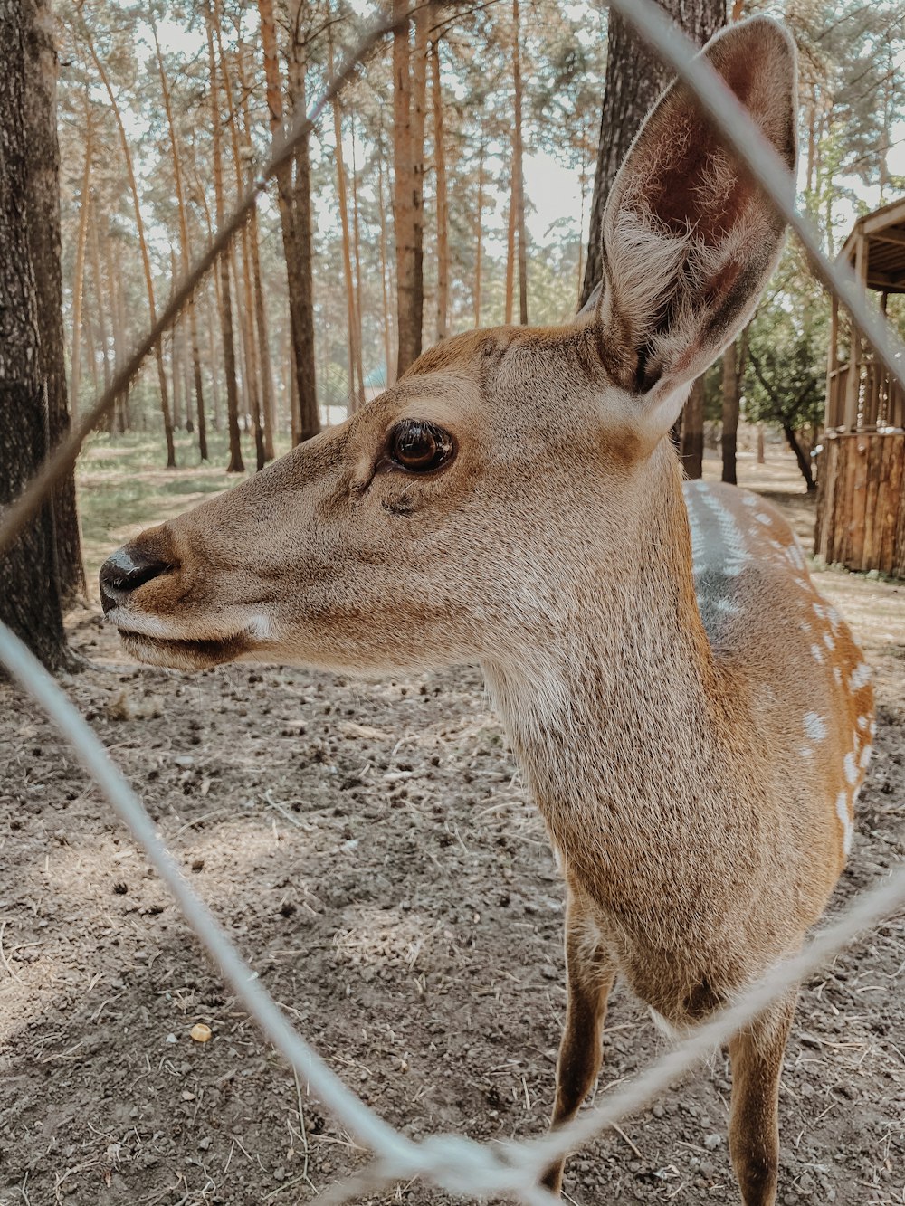 a deer looking through a wire fence in the woods