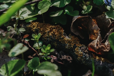 Close-up of textured foliage and natural terrain elements in a forest.