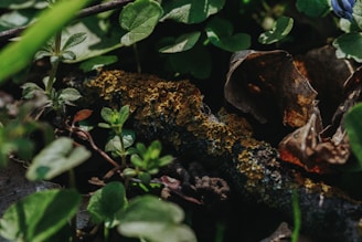 Close-up of textured foliage and natural terrain elements in a forest.