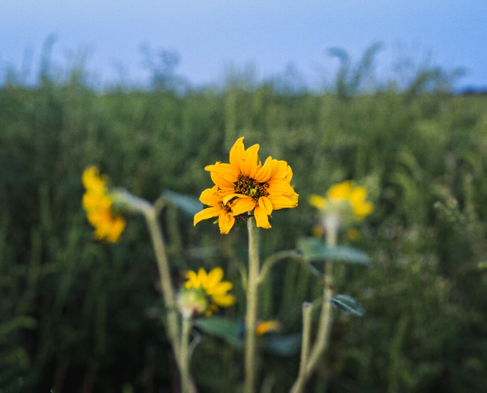 un fiore giallo in un campo di erba alta