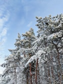 Tall pine trees are covered with a layer of snow, creating a wintery scene. The trees appear sturdy and dense, with a few branches extending outward. The sky is clear and blue, providing a contrasting backdrop to the snow-laden branches.