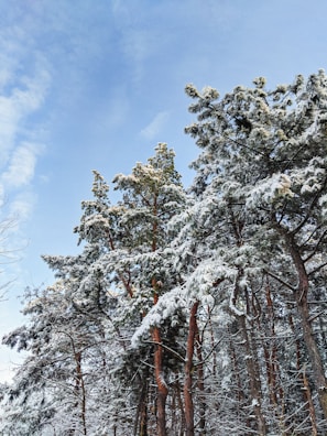 Tall pine trees are covered with a layer of snow, creating a wintery scene. The trees appear sturdy and dense, with a few branches extending outward. The sky is clear and blue, providing a contrasting backdrop to the snow-laden branches.