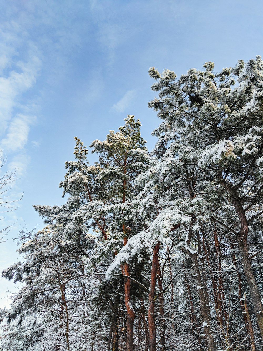 a group of trees covered in snow under a blue sky