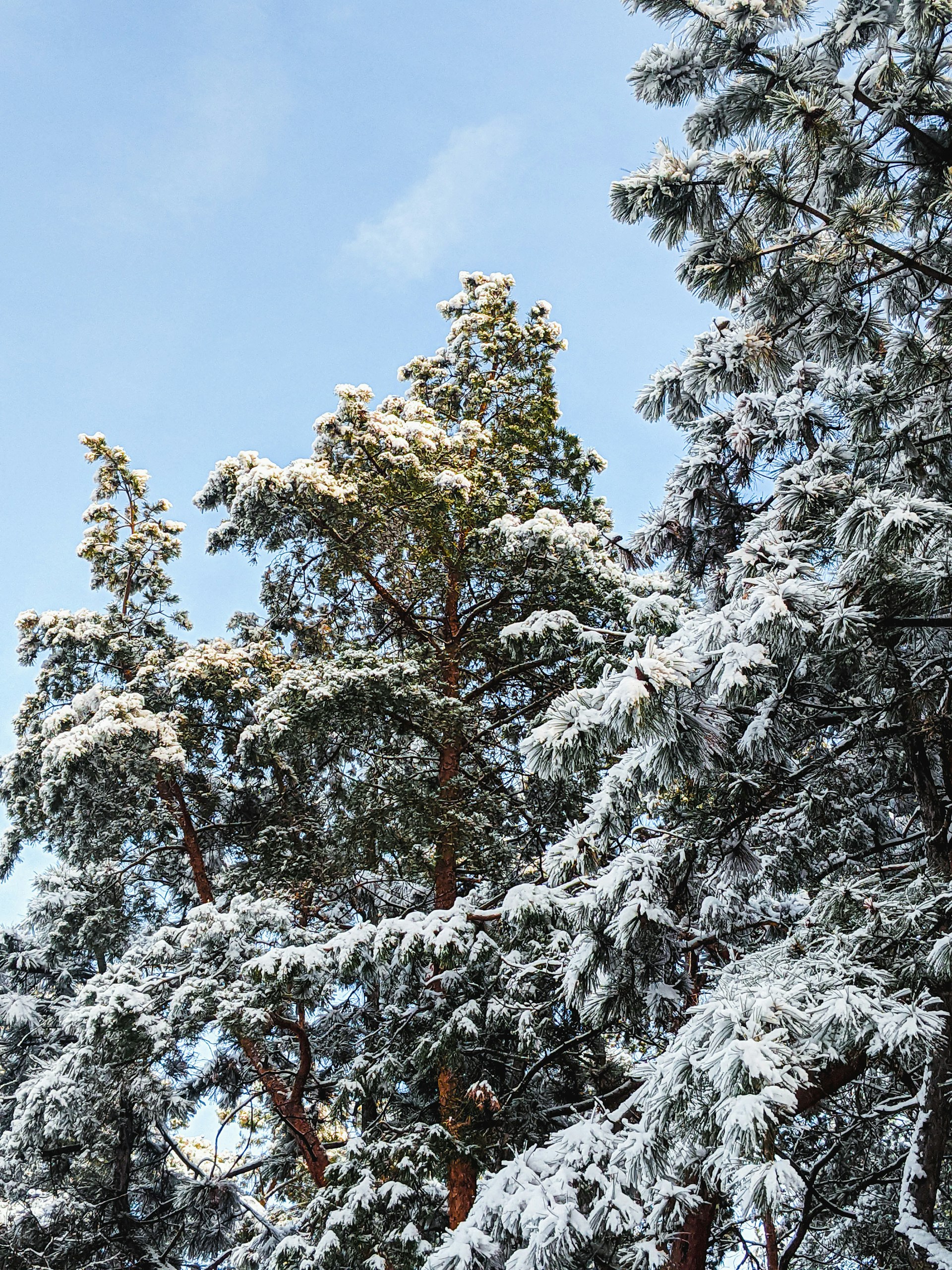 A peaceful snowy landscape with pine trees dusted in fresh white snow under a clear blue sky.
