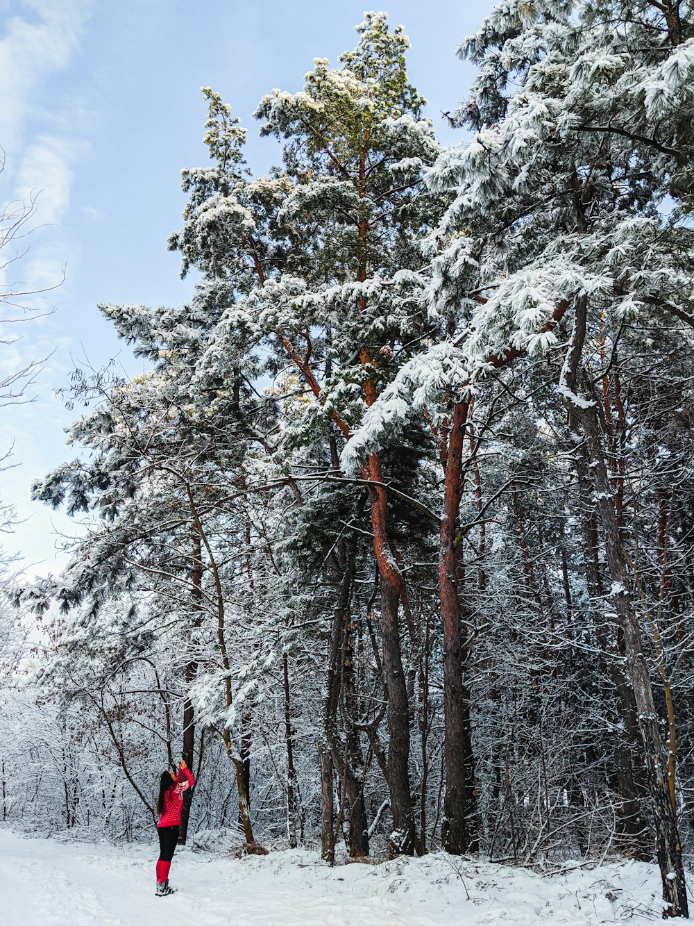 a tree in the snow