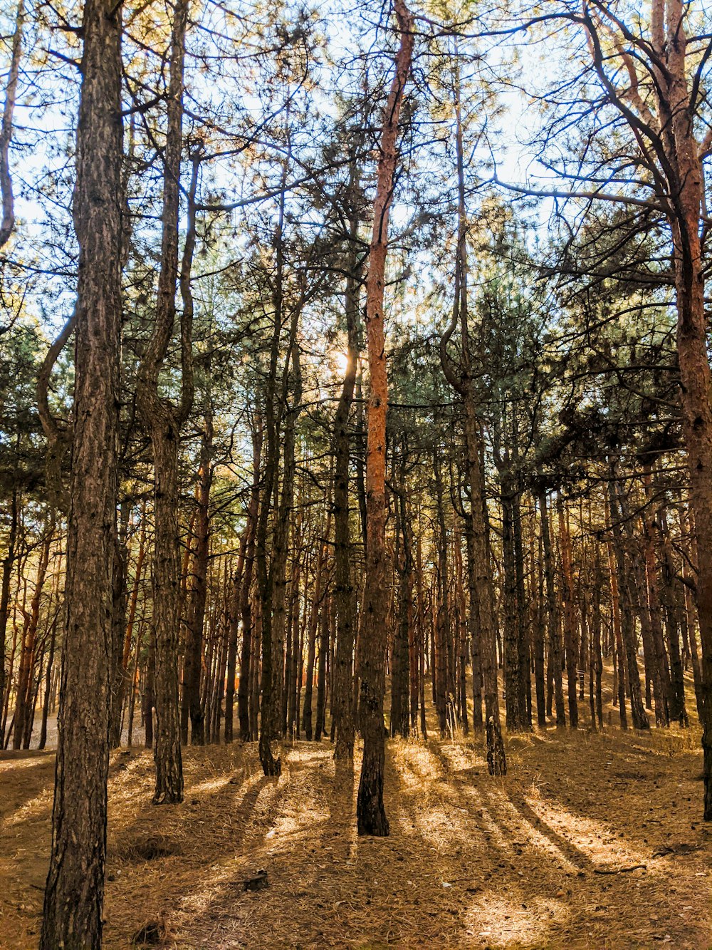 the sun is shining through the trees in the forest