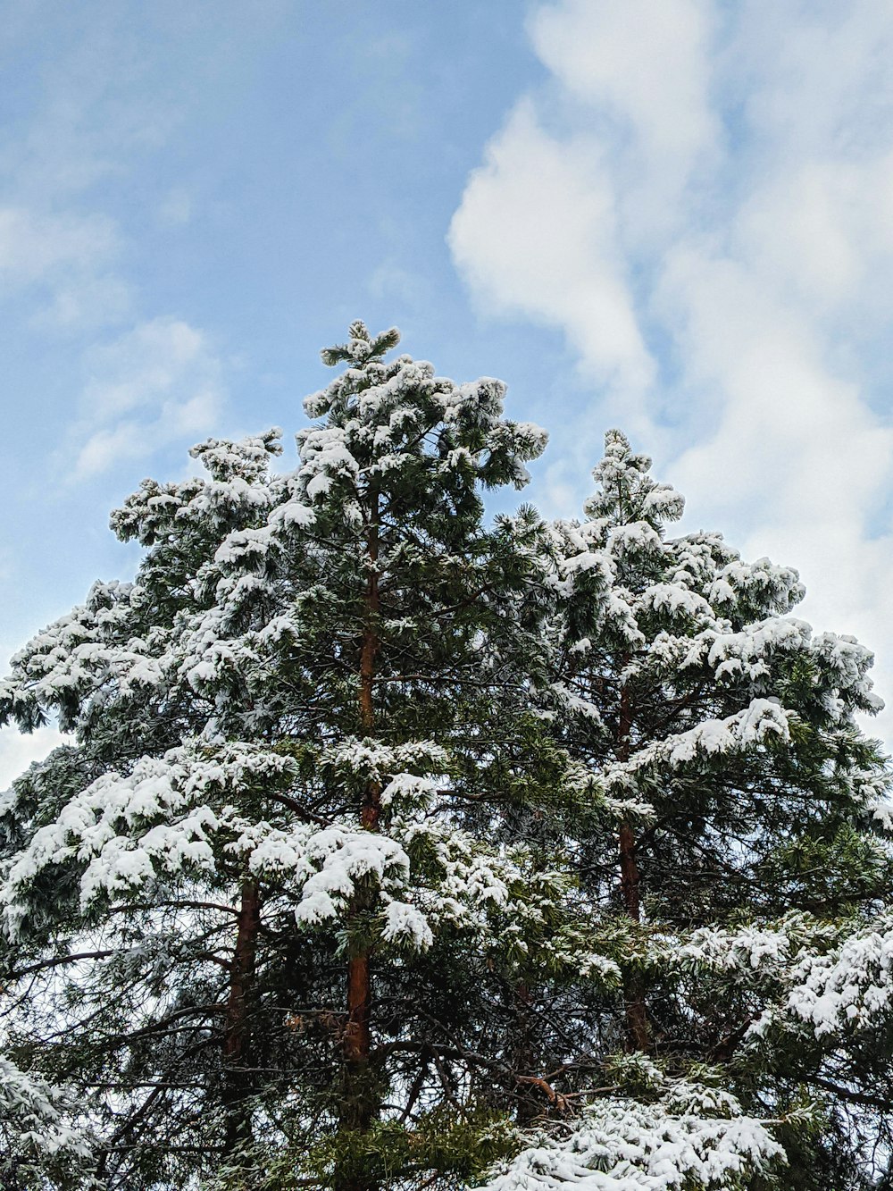 a tree in the snow