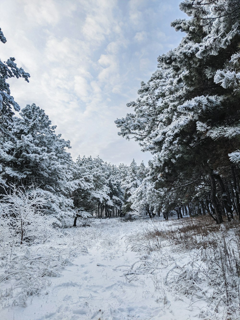 a tree covered in snow