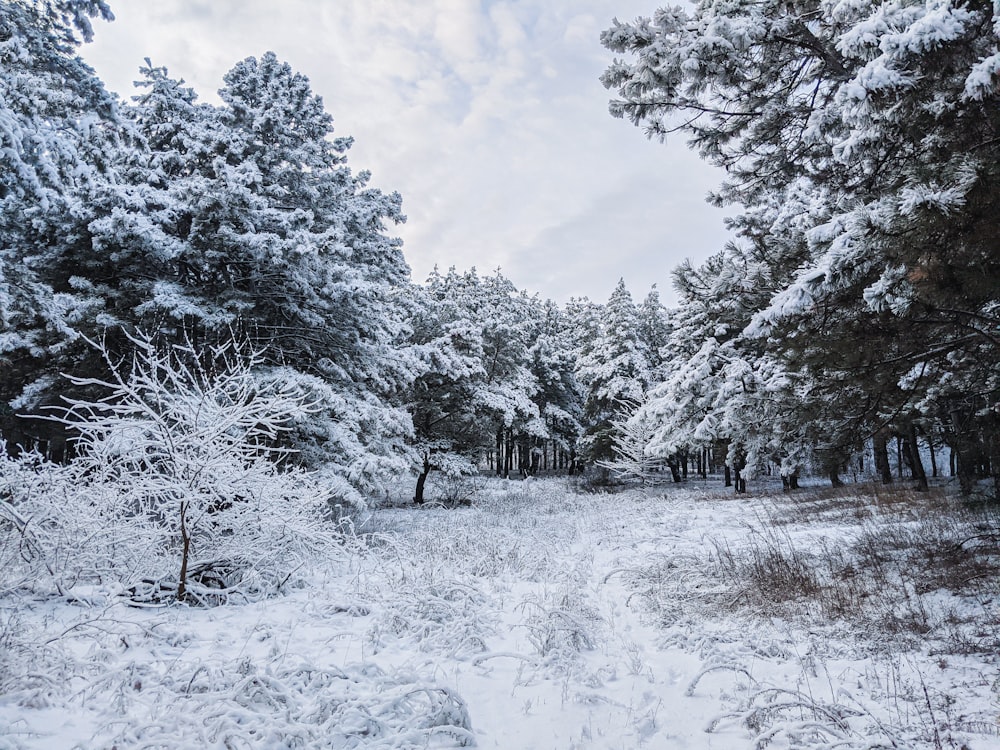 a tree covered in snow