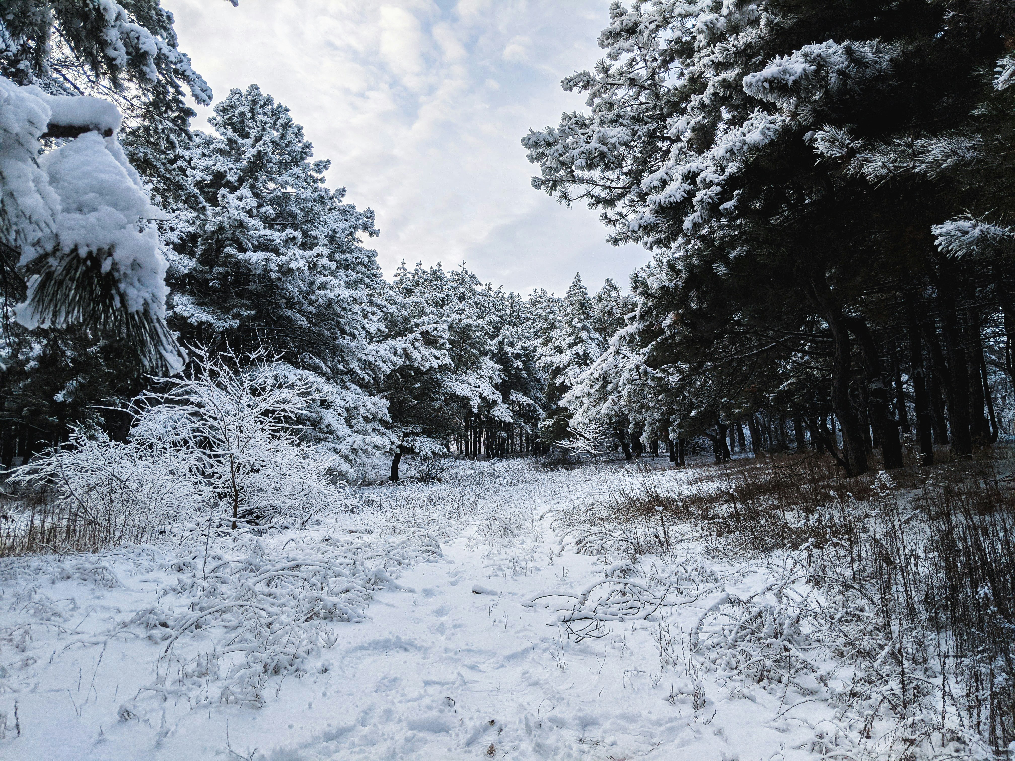 a path through a snowy forest with tall trees