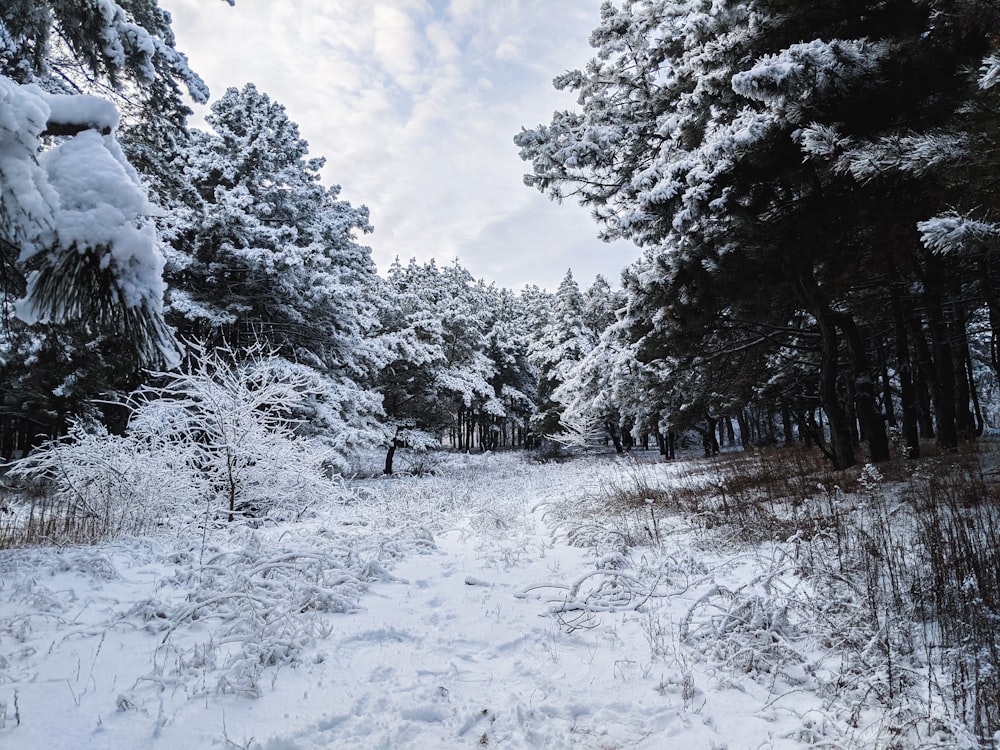 a path through a snowy forest with tall trees