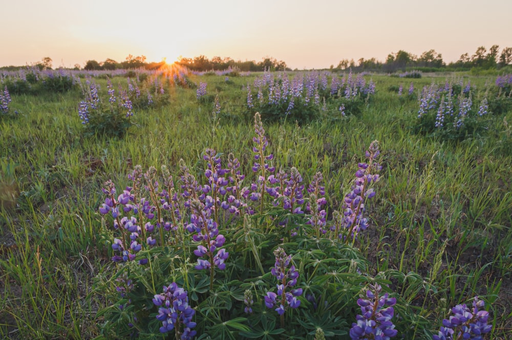 a field full of purple flowers with the sun setting in the background