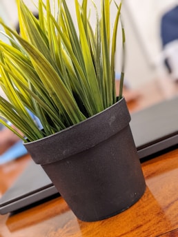 A potted plant with long, slender green leaves sits on a wooden surface. The pot is dark in color and made of a hard material. In the background, there is a blurred object that appears to be a laptop or electronic device, suggesting an indoor setting.