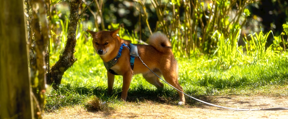 a small dog tied to a tree on a leash