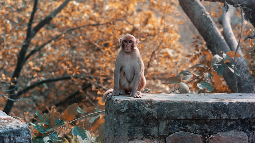 a monkey sitting on top of a stone wall