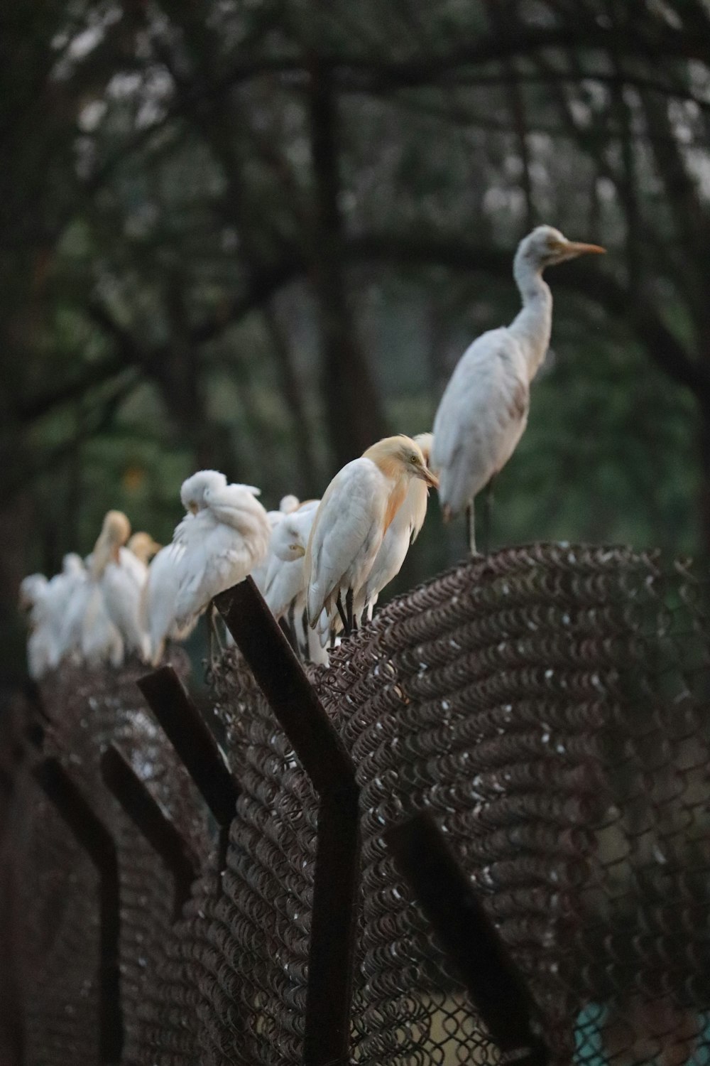 Uno stormo di uccelli seduti in cima a una recinzione