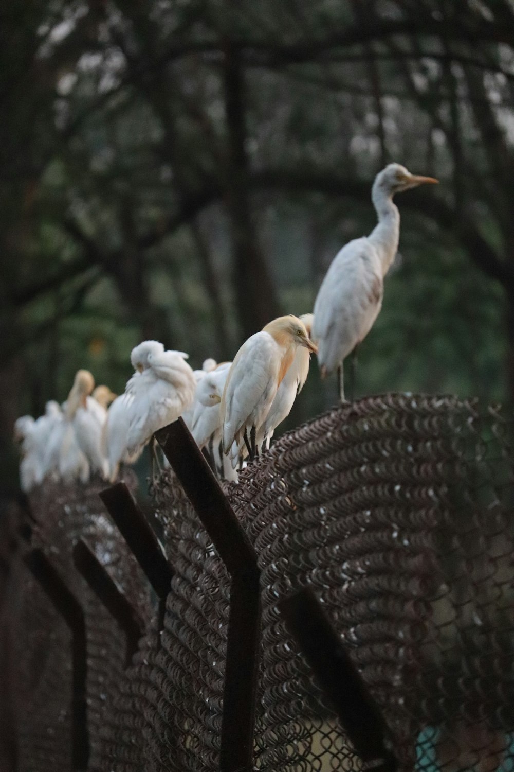 a flock of birds sitting on top of a fence