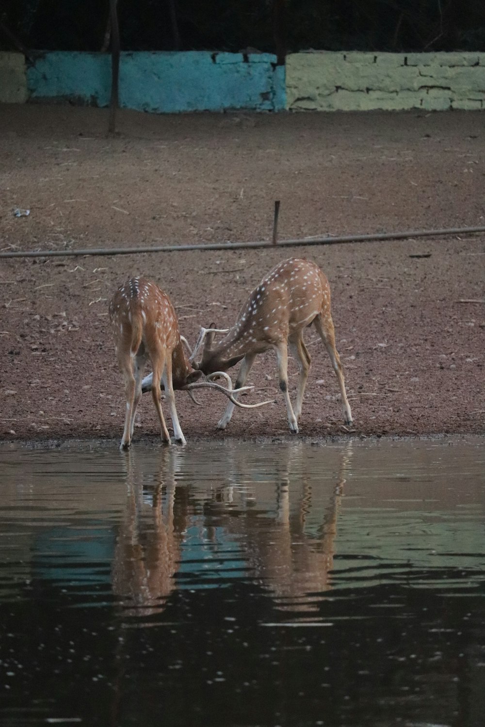 two young deer drinking water from a pond