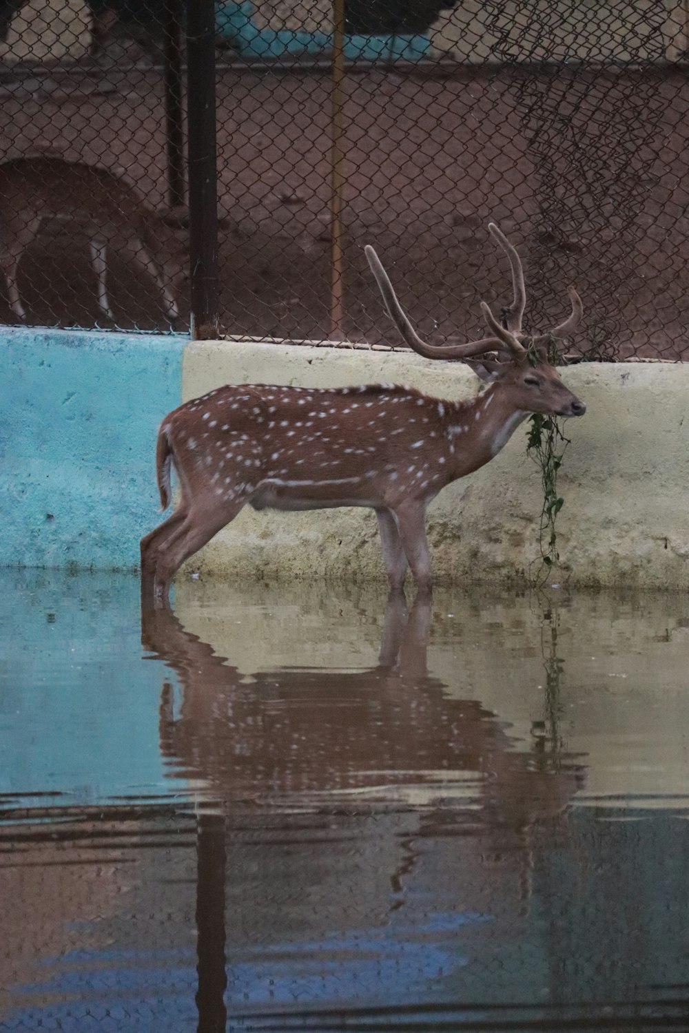 a deer that is standing in the water