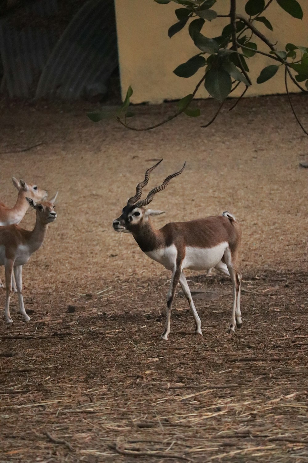 a couple of deer standing on top of a dirt field