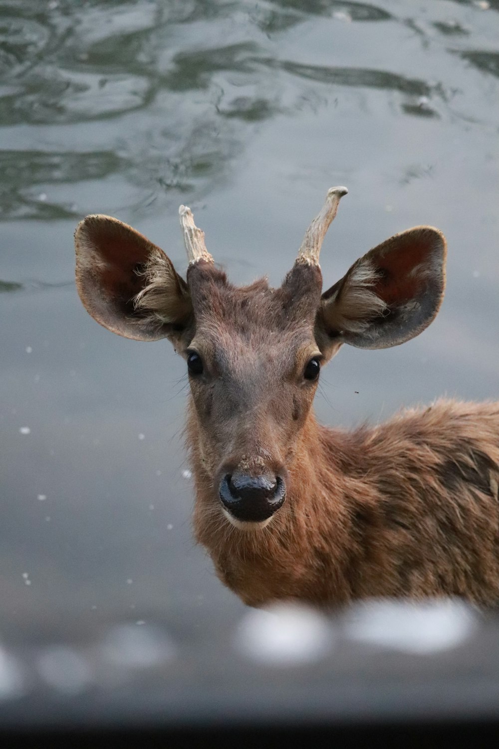 Un ciervo está parado en un cuerpo de agua