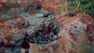 Close-up of native cerrado vegetation growing among the rocky outcrops of the Cuesta