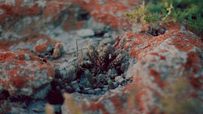 Close-up of native cerrado plants growing among the rocky terrain of the Cuesta.