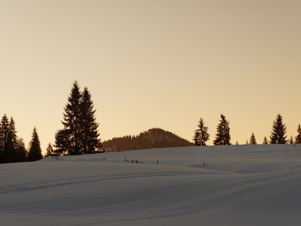 a hill covered in snow with trees in the background