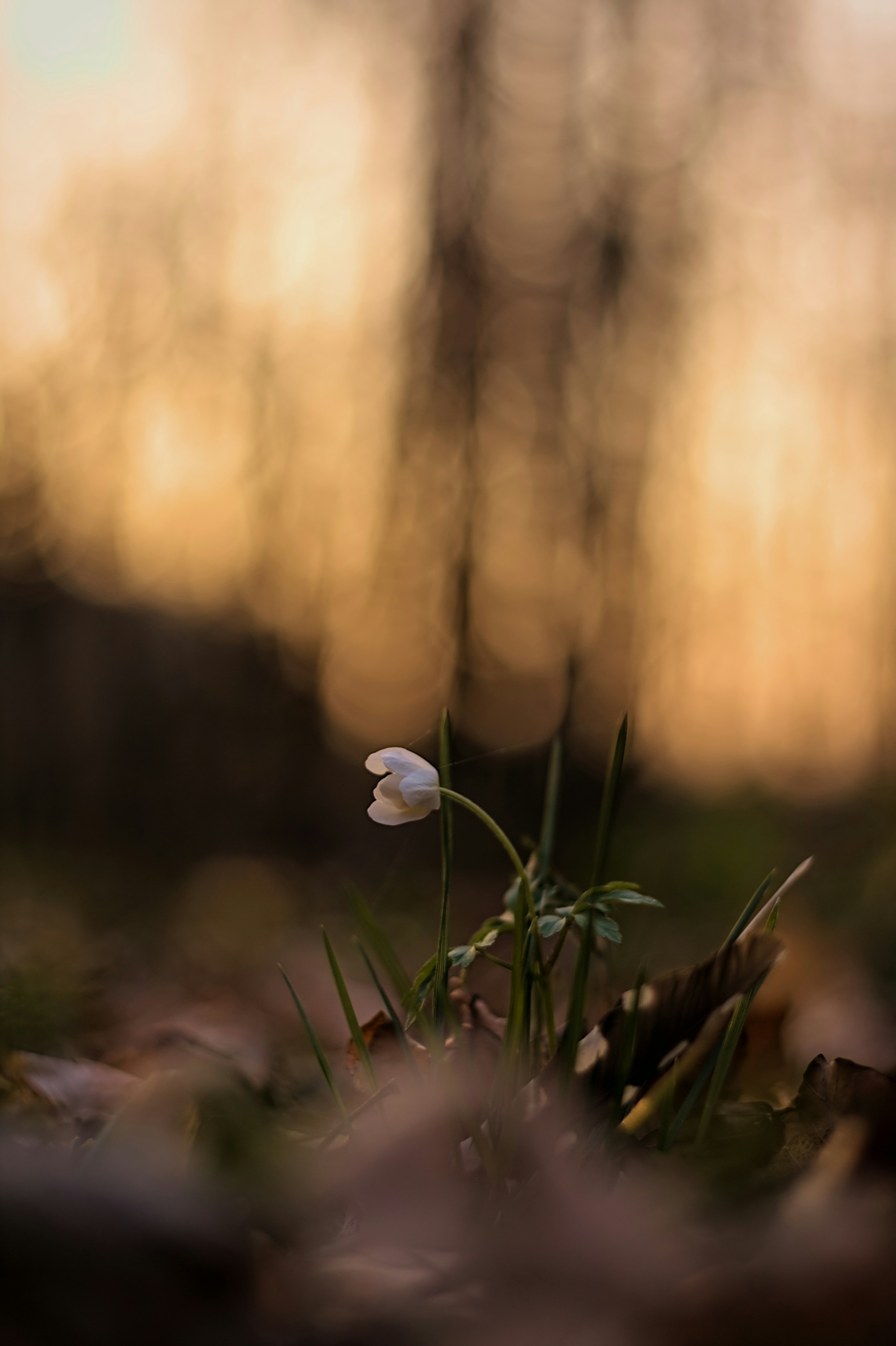 A small white flower sitting in the middle of a forest photo – Free ...