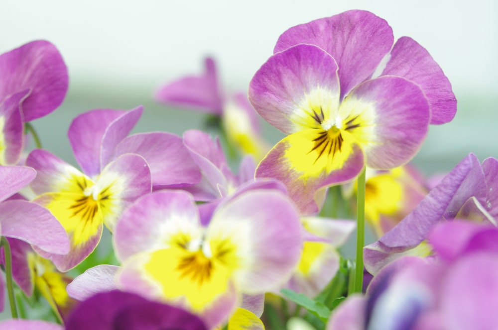 a bunch of purple and yellow flowers in a field