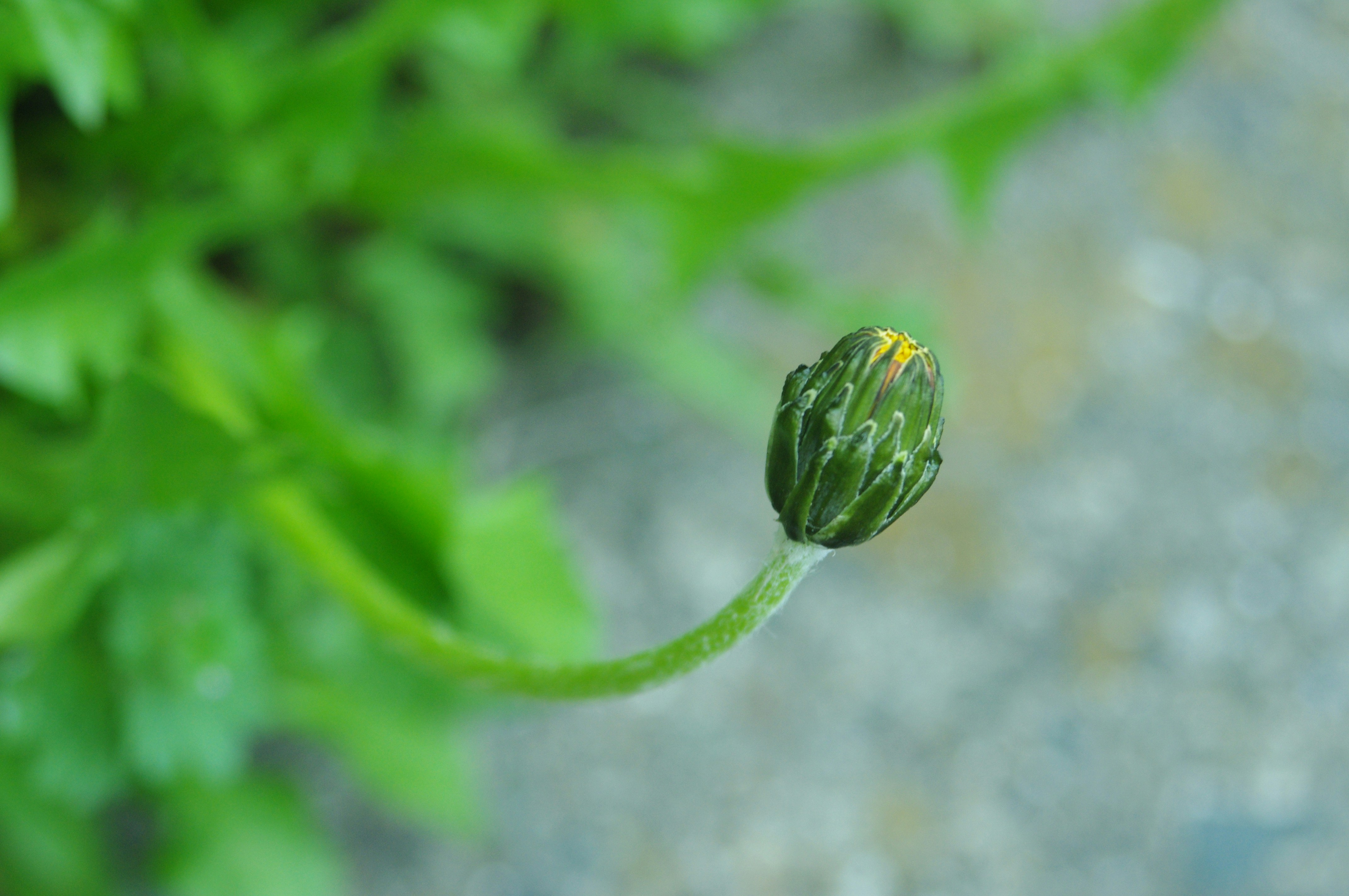 cilantro starting to flower - grow cilantro without bolting