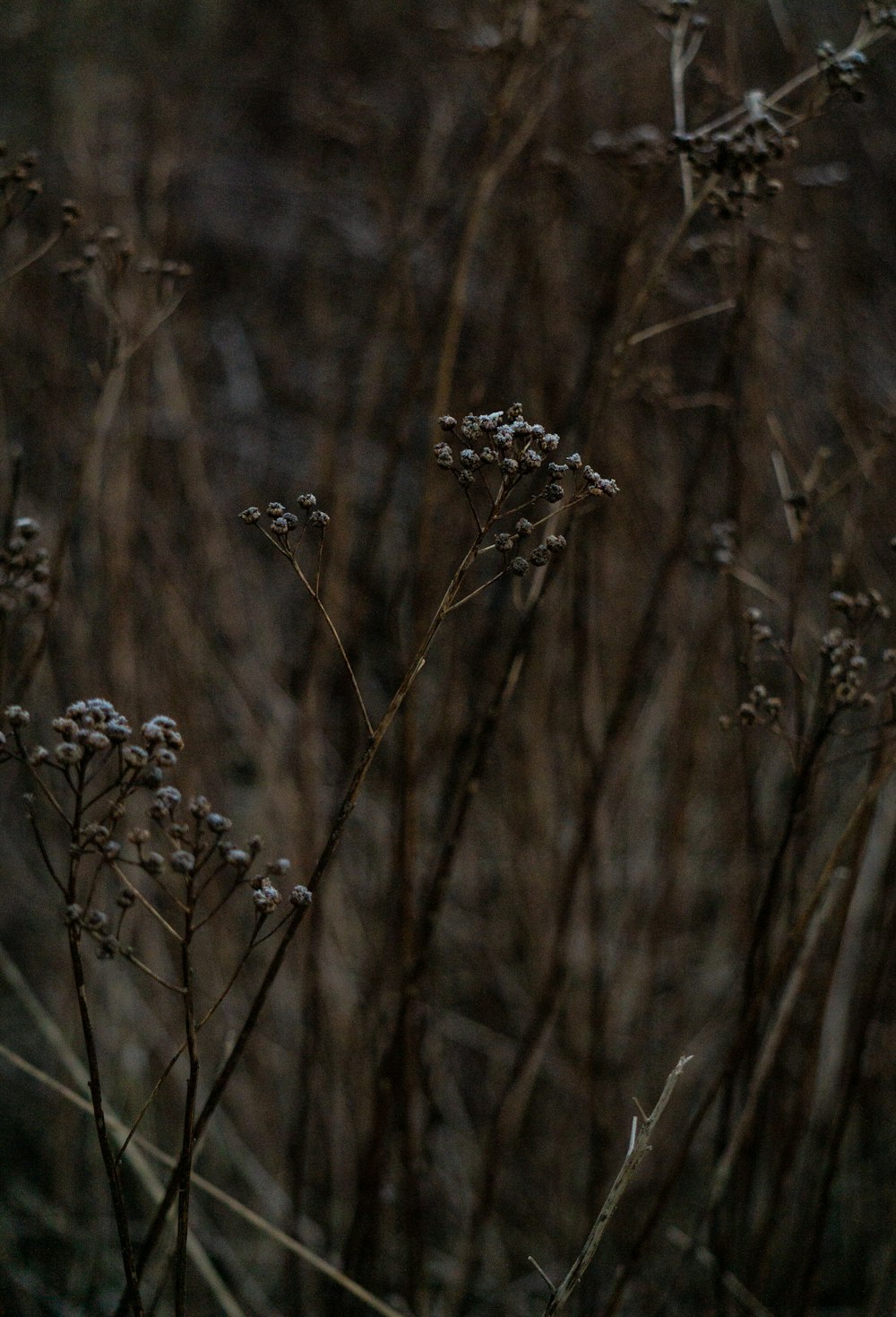 a close up of a bunch of flowers in a field