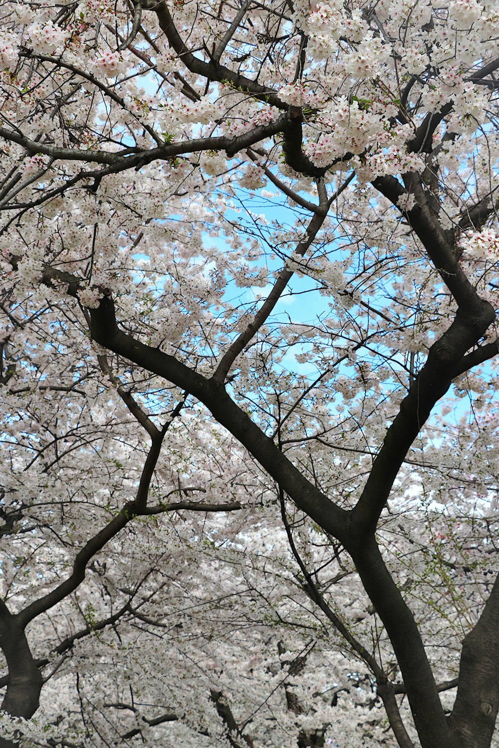 Un gran árbol con muchas flores blancas