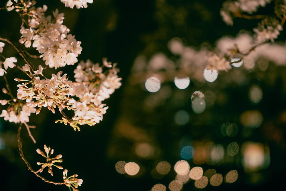 a close up of a tree with white flowers