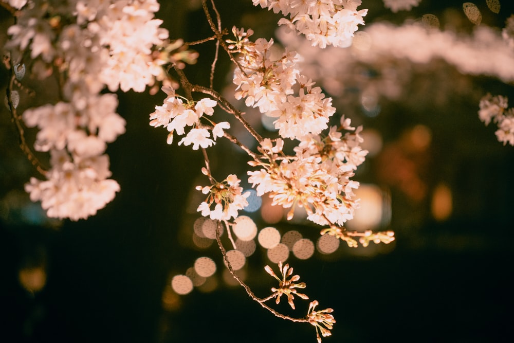 a close up of a tree with white flowers