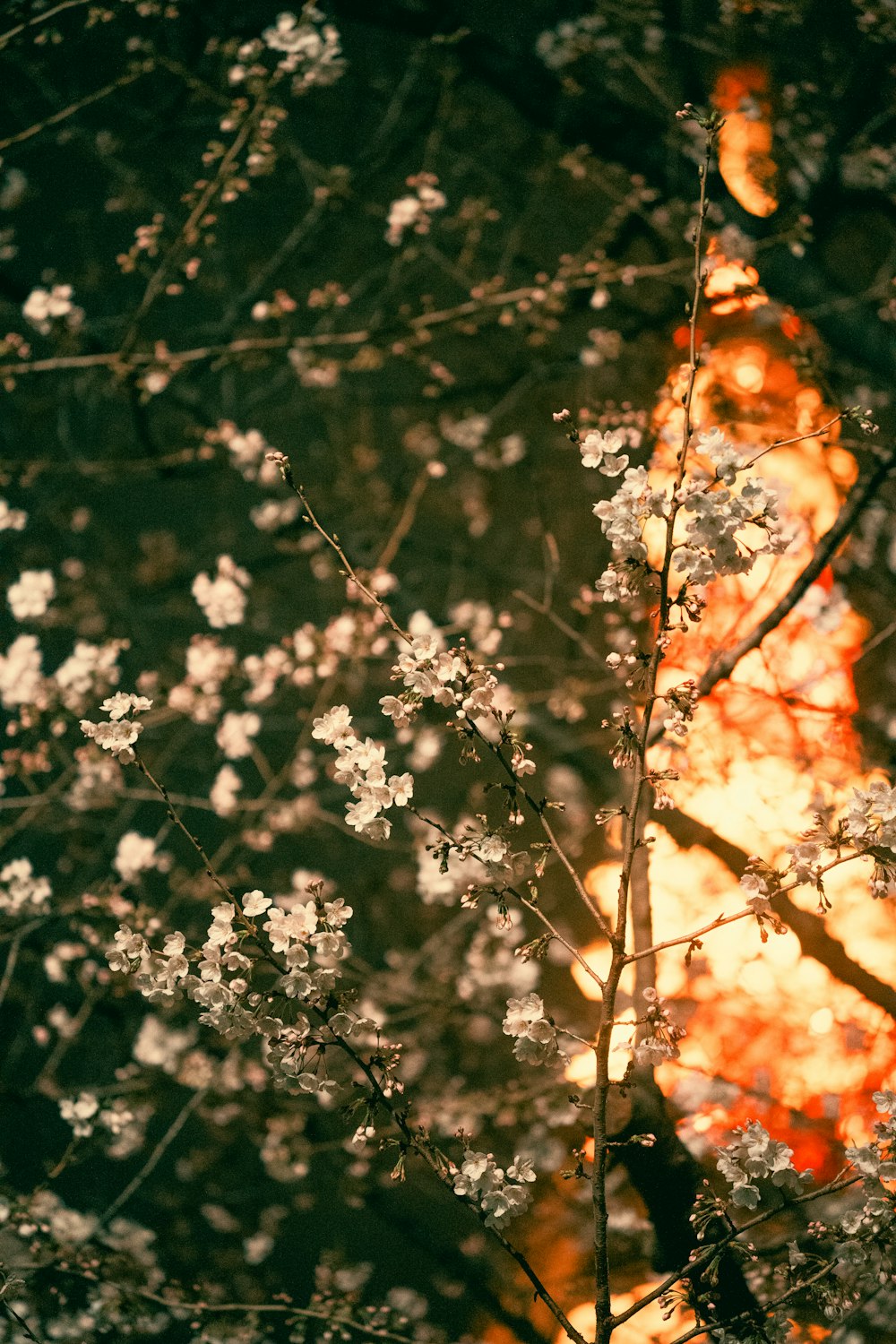 Una foto borrosa de un árbol con flores blancas