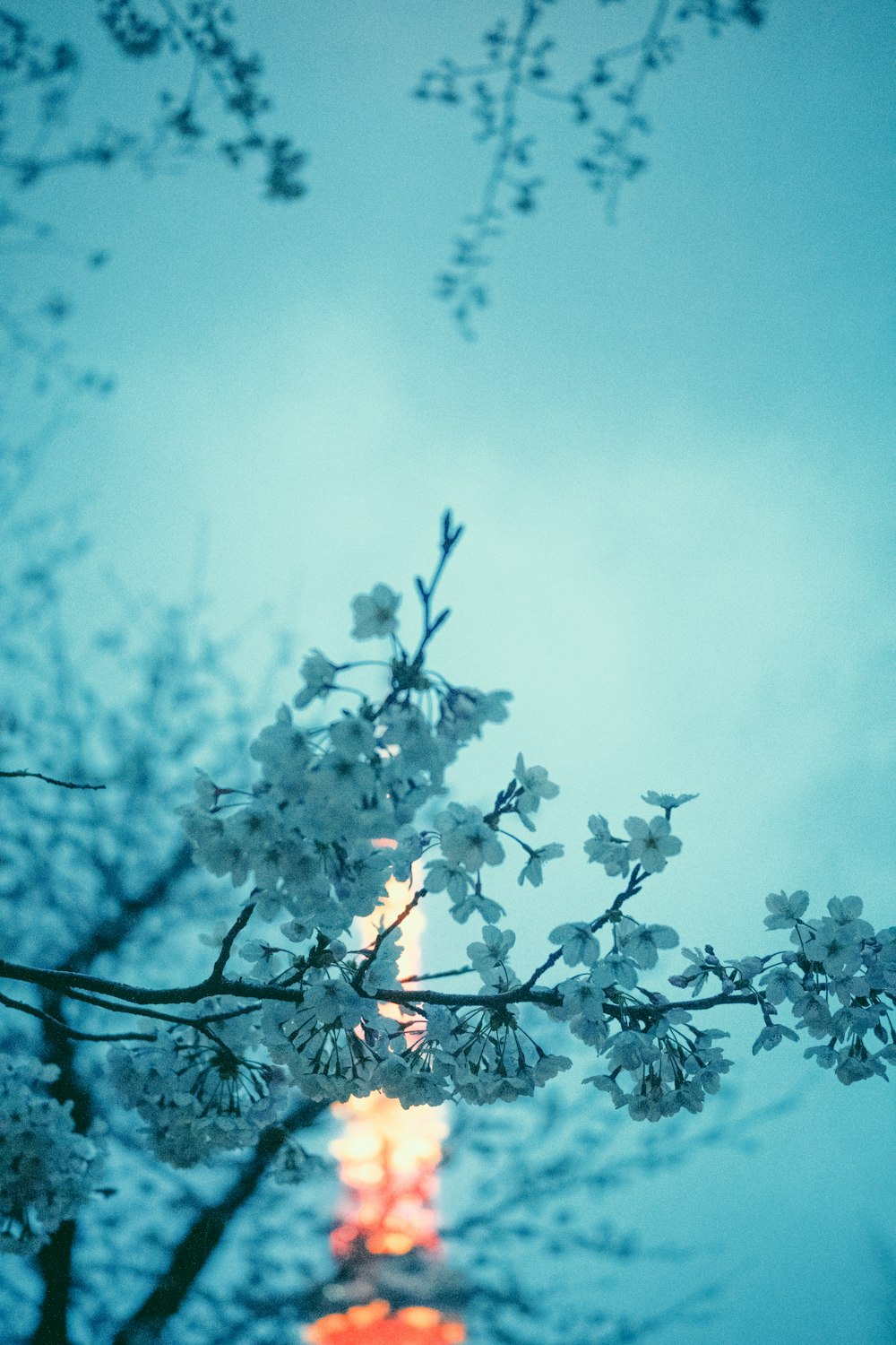 a tree with white flowers in front of a building