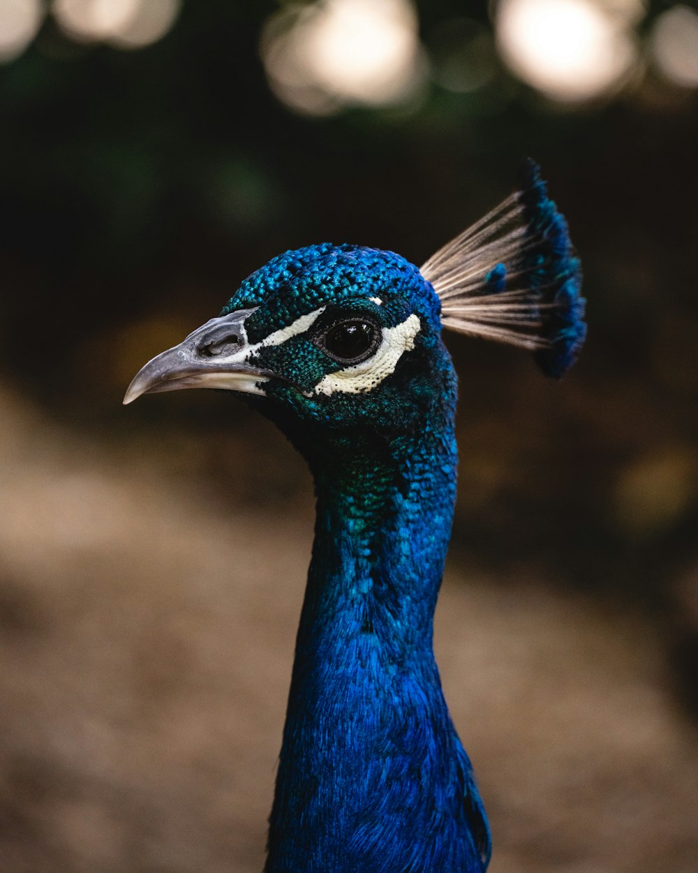 a close up of a peacock with a blurry background