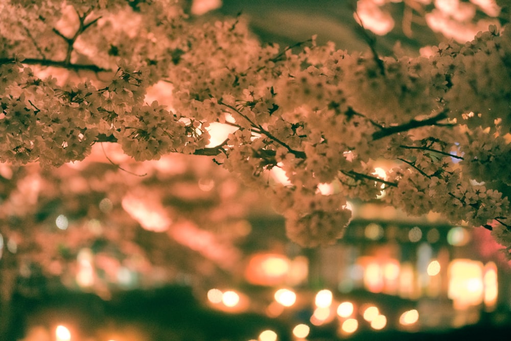 a tree filled with lots of white flowers