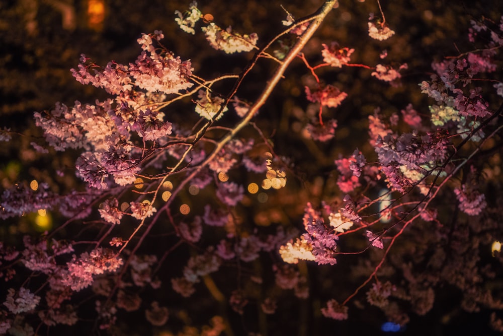 a close up of a tree with purple flowers