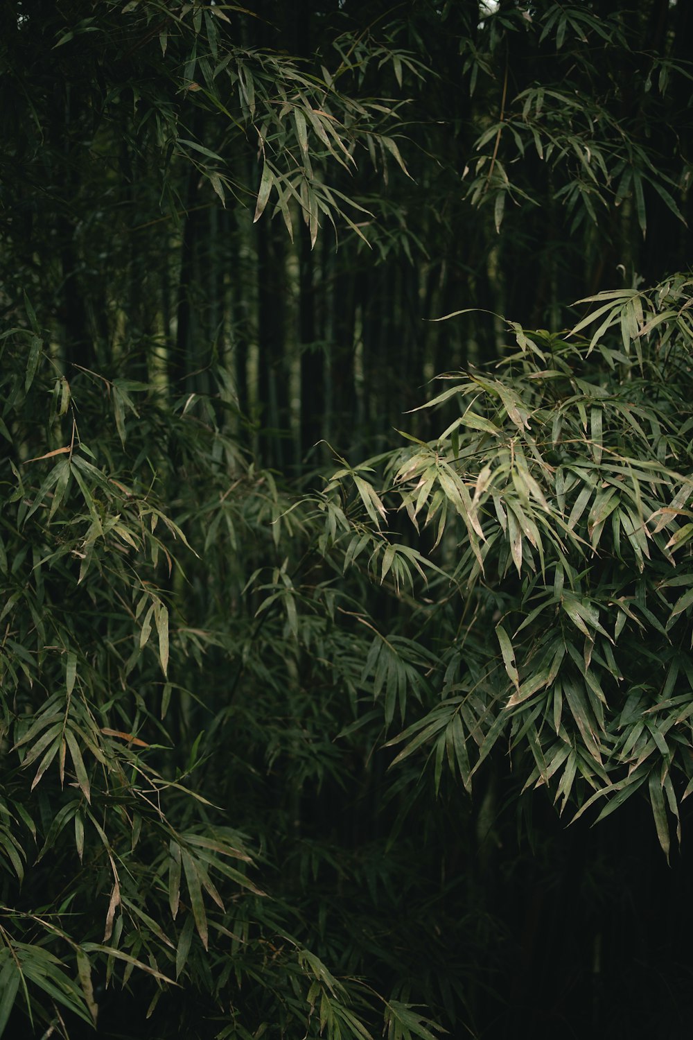 a bamboo tree with lots of green leaves