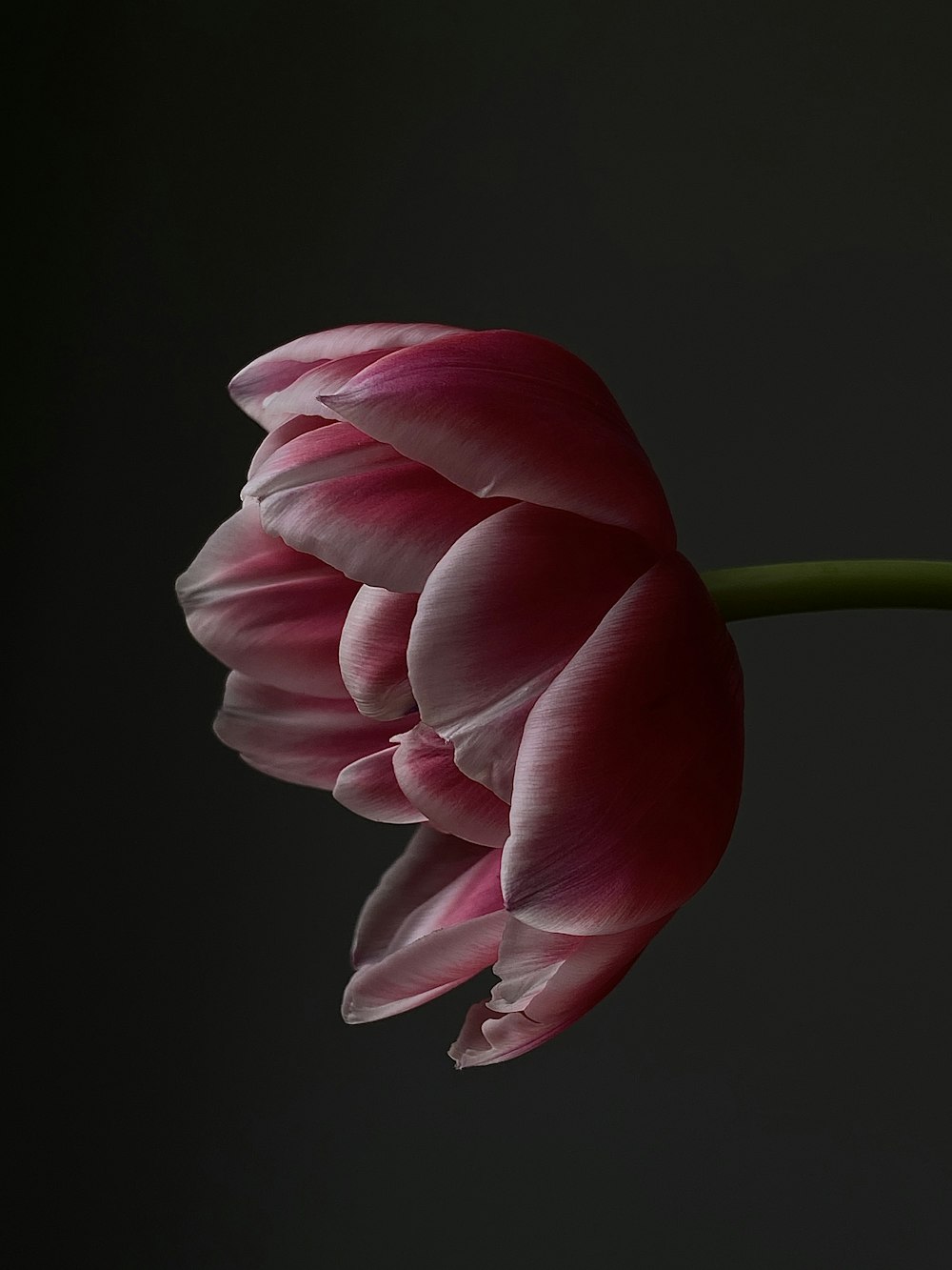 a close up of a pink flower on a black background