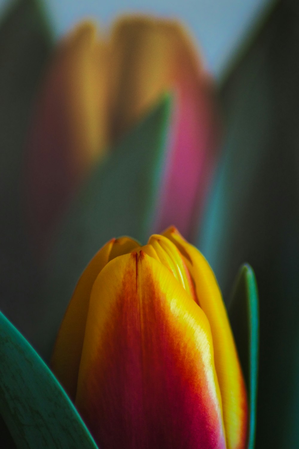 a close up of a flower with a blurry background