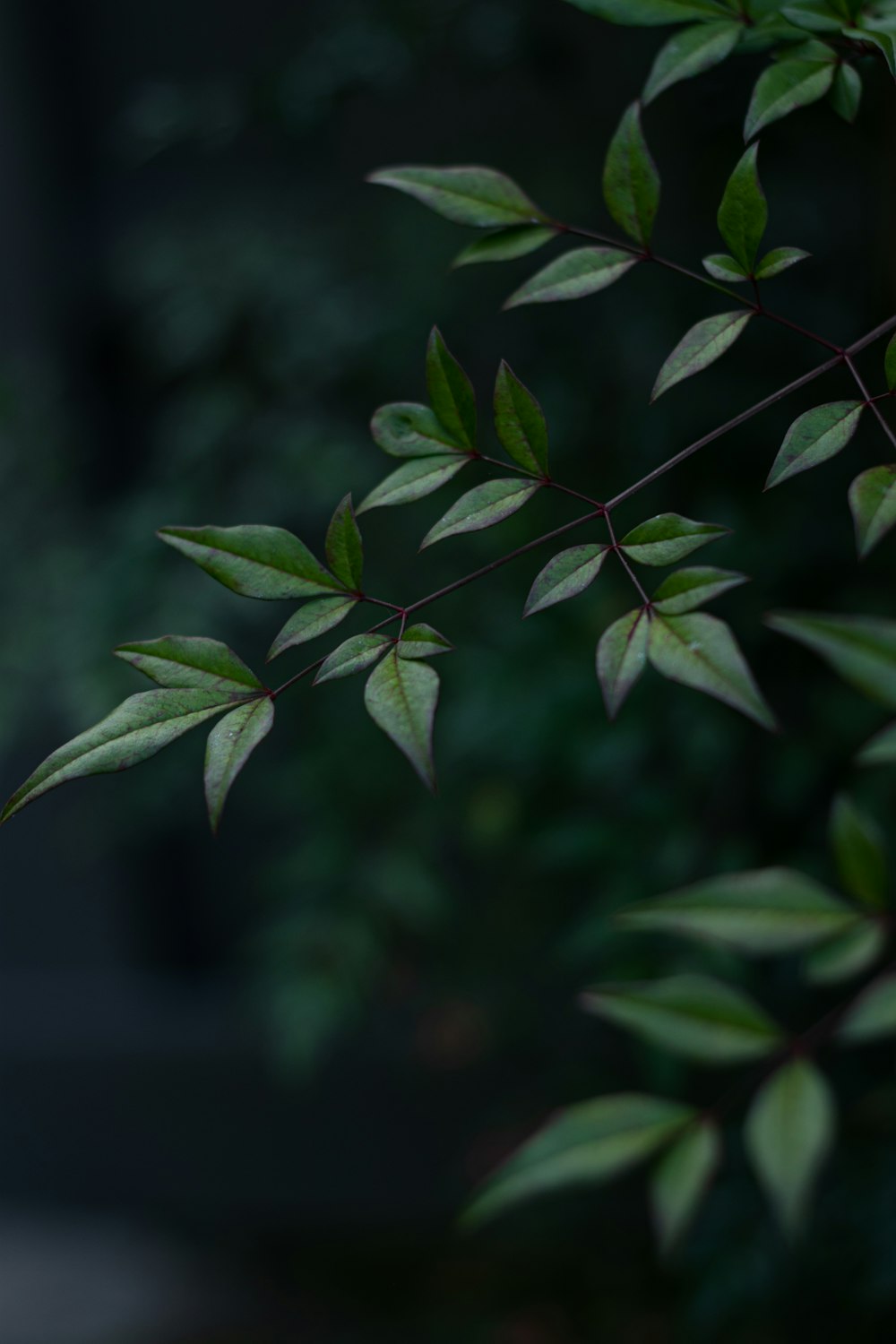 a close up of a green leafy plant