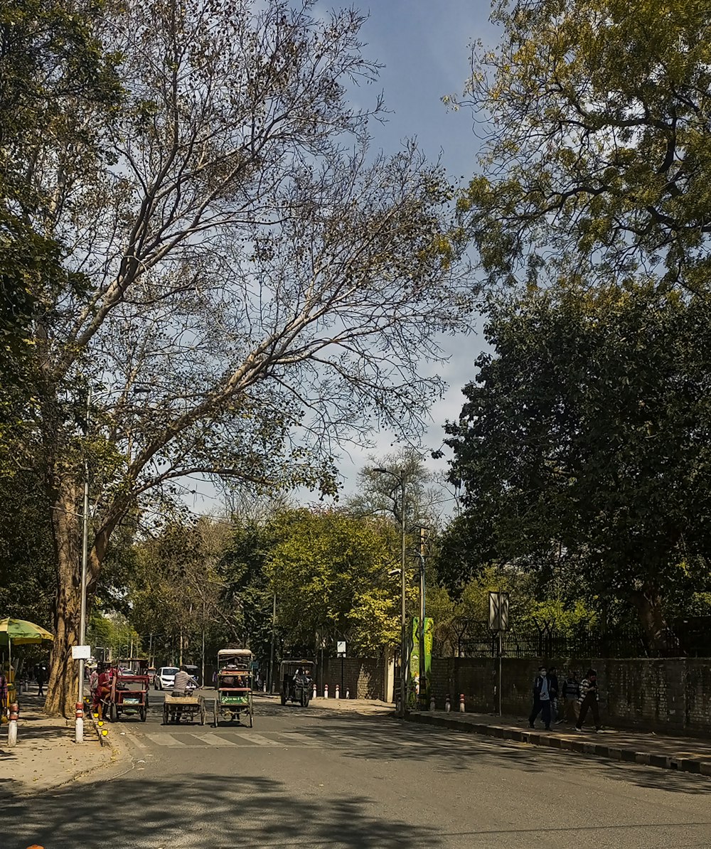 uma rua com muitas árvores em ambos os lados