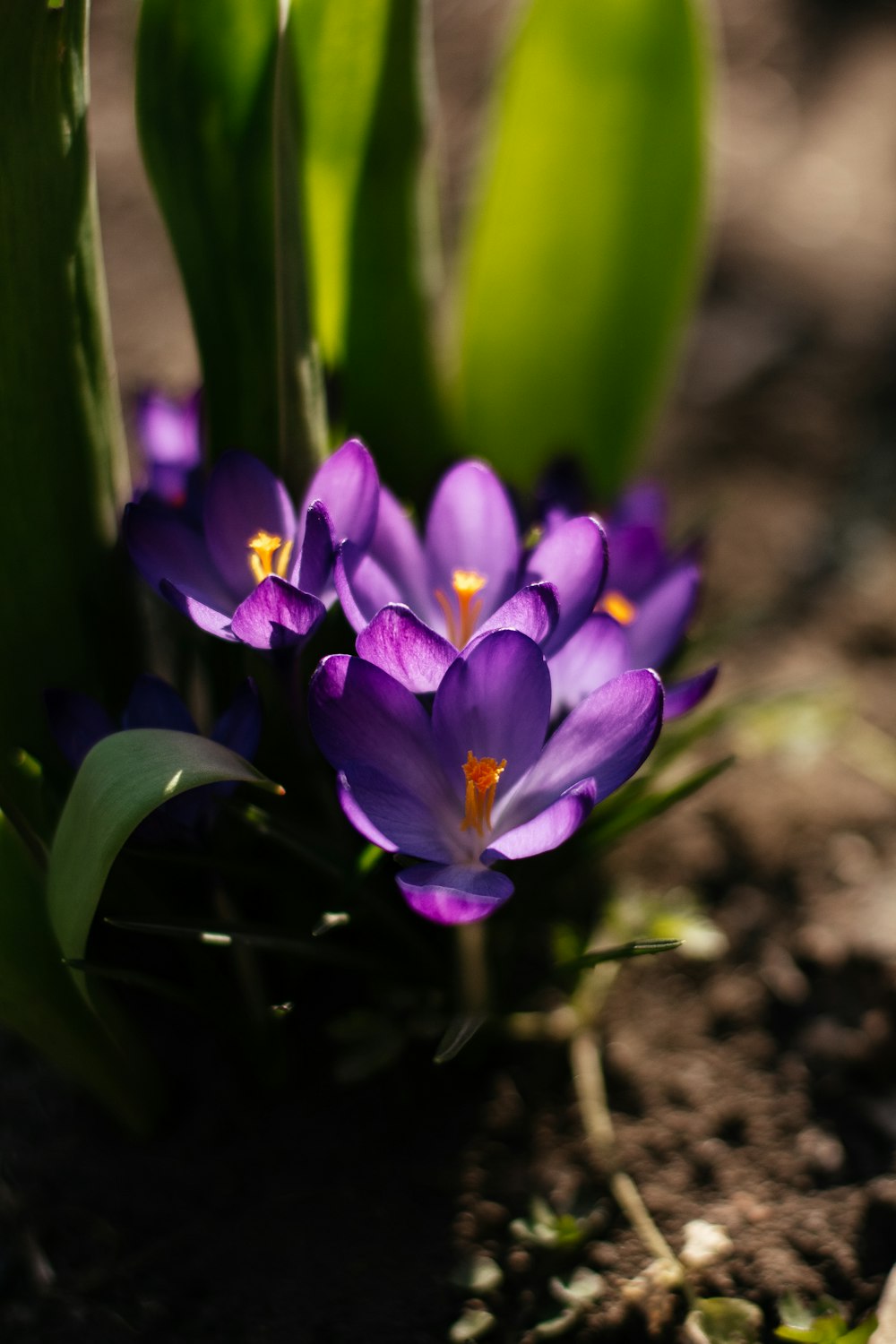 a group of purple flowers sitting on top of a dirt ground