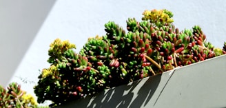 A group of lush, green succulents with hints of red and yellow tips is growing in a rectangular planter. The planter casts faint shadows, and the background features a smooth, light-colored wall.